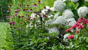 Идеи для сада: гортензия древовидная Анабель