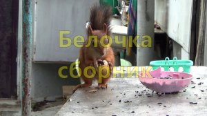 Белочка сборник