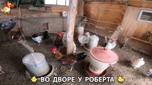 Содержание кур в домашних условиях и других птиц во дворе у Роберта 🐣🐤🦆🐔🪿🦃 (117)