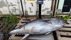 Сахалинец выловил в море 100-килограммового тунца