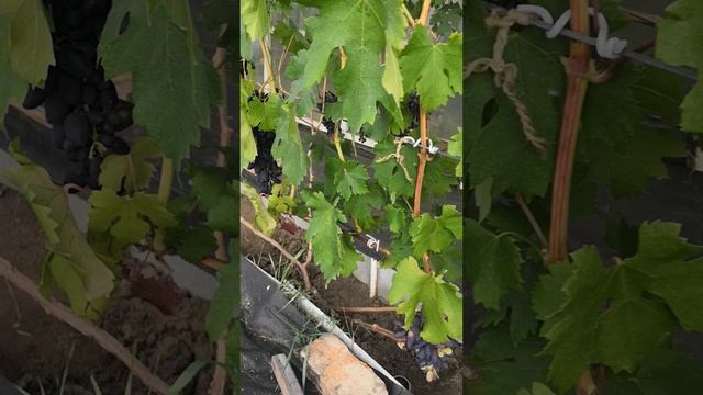 Виноград под навесом на 15 августа 2021г. Сибирь. г. Томск. смотреть онлайн