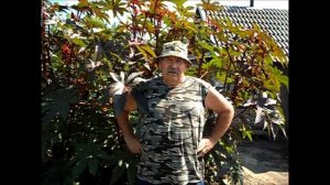 Отбор плодов перцев на семена