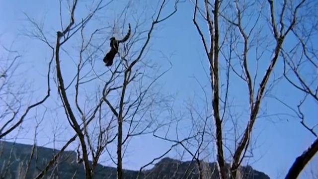 Генета  Невидимый Истребитель КРОЛИКОВ птиц и крыс! Это вам не кошка!