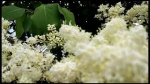 Музыка Ангелов (River Flows In You)