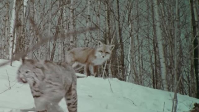 Вот на что способна Рыжая Лисица! Ловит Зайцев и сражается с Рысями! смотреть онлайн