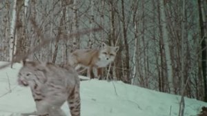 Вот на что способна Рыжая Лисица! Ловит Зайцев и сражается с Рысями!