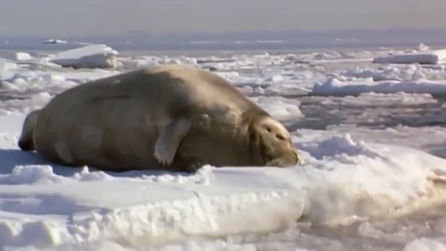 Вот почему Белый Медведь – самый ОПАСНЫЙ хищник Планеты! Даже КИТЫ под угрозой! смотреть онлайн