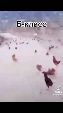 курочка
