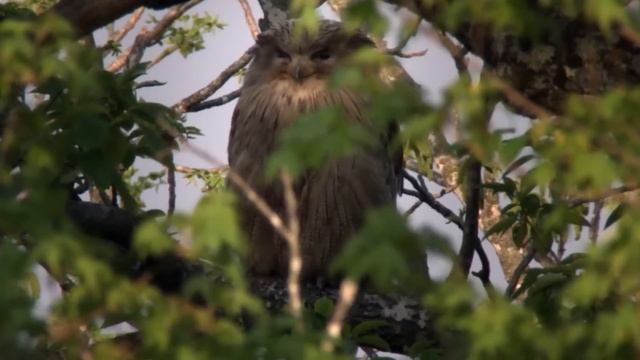 Рыбный филин – Король ночной РЫБАЛКИ! Самая Огромная СОВА! смотреть онлайн