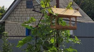 Как привлечь птиц в сад. Кормушка своими руками.