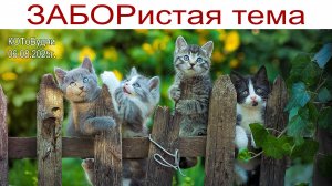 ЗАБОРистая тема в загородном доме или КОТоБудни начала августа 2025г.