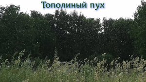 Тополиный пух