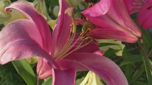 Не огорчайся, всё это пустяк. Стихи и видеомонтаж мои. Музыка Евгения Ботярова