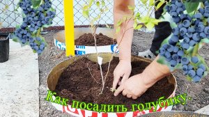 ПОСАДКА ГОЛУБИКИ В ДОМАШНИХ УСЛОВИЯХ.🫐🫐🫐