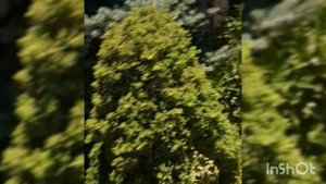 Гроза котиков на районе ч.2