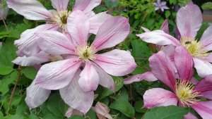 Клематисы цветут: музыка и цветы