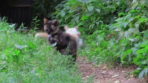 05.08.2025 г. Кошка с котятами