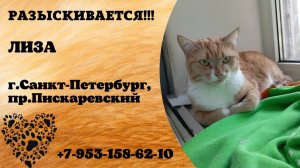 Пропала кошка! ЛИЗА. г.Санкт-Петербург.