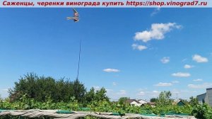 ❓Осы вредят вашему винограднику? ❗️Значит, боремся с воробьями! Первым клюёт воробей- потом ест оса