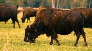 Мир дикой природы