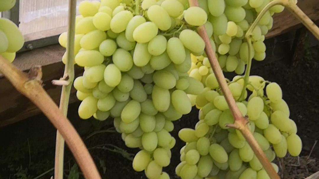 Виноград в теплице 21.08.2021г. Преображение, Аркадия, Ландыш, Рэмбо смотреть онлайн