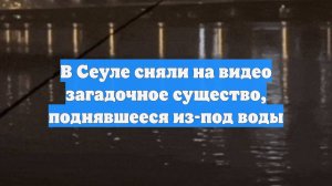 В Сеуле сняли на видео загадочное существо, поднявшееся из-под воды
