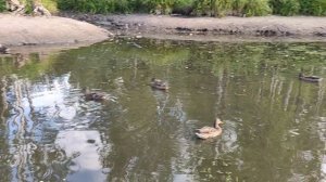 уточки на озере в парке