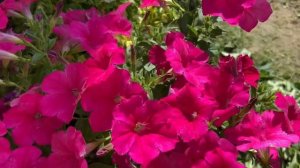 Петуния ампельная Опера Суприм Пинк, Опера Суприм Роуз