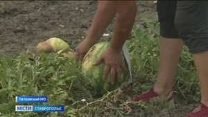 На Ставрополье стартовал сезон сбора арбузов
