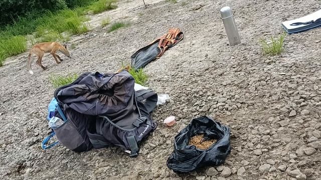 Ещё один питомец. смотреть онлайн