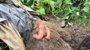 Супер ранний сорт батата Добрыня