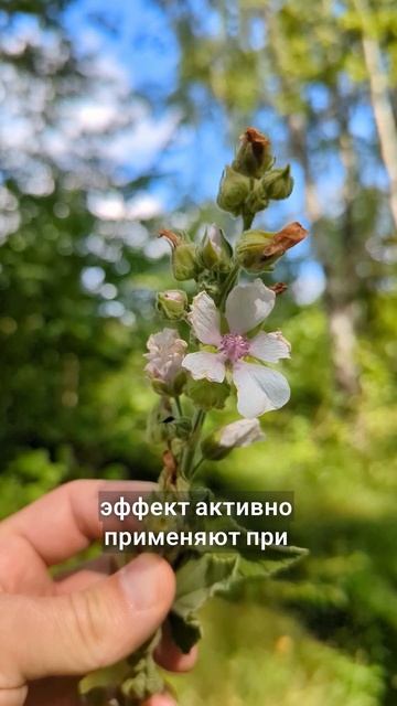 корень обволакивает недуги смотреть онлайн