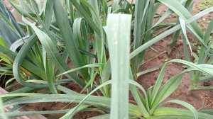 На помощь луку порею спешит "Доктор Земли"