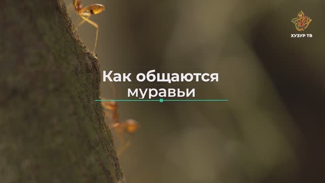 Как общаются муравьи? | Чудеса сотворения. Мир насекомых