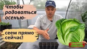 Посейте это в июле-августе и будете ОЧЕНЬ довольны! Тоже сеем каждый год!!!