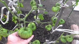 Индетерминантные помидоры 7 августа