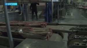 КАМЧАТСКИЕ РЫБАКИ ПОЙМАЛИ НА 185 ТЫСЯЧ ТОНН ЛОСОСЯ МЕНЬШЕ, ЧЕМ В 2023 ГОДУ • НОВОСТИ КАМЧАТКИ