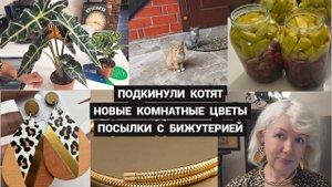 Делаю компоты/Подкинули котят/Купила цветы в Перекрестке/Новая бижутерия