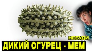 небуди ДИКИЙ ОГУРЕЦ 🥒😱– ОТКУДА МЕМ? РЕАКЦИЯ НА ИСТОРИЯ МЕМА БЕШЕННЫЙ ОГУРЕЦ MEME