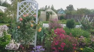 Утренний видео привет с 6 соток 6 августа 2025 года