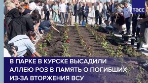 В парке в Курске высадили аллею роз в память о погибших из-за вторжения ВСУ