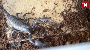 гороскоп для скорпионов на август. Не сошлись характерами