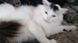 Кот Сёма рабочий день