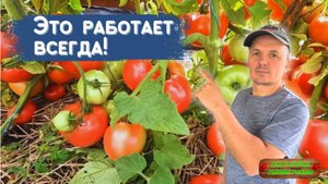 Секрет дачников: томаты наливаются как бешеные!!!