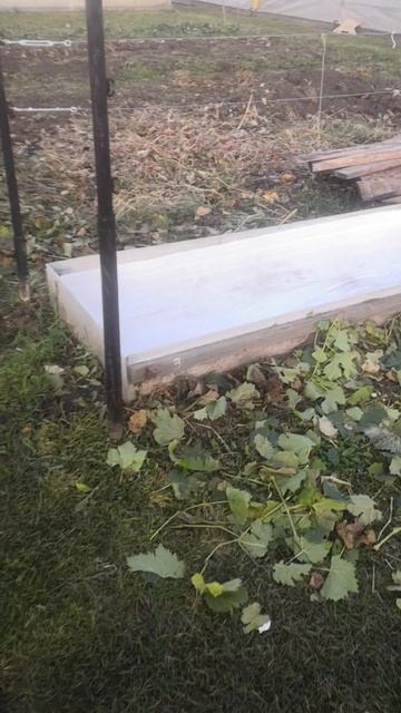 15.10.2024г. Укрываем виноград на зиму смотреть онлайн