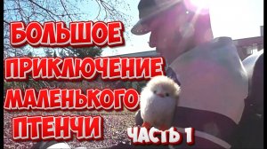 Большое приключение маленького птенчи часть 1