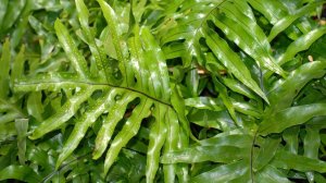 №119 Обзор микросорум Кенгуру.