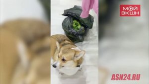 Корги защищает пакет с огурцами