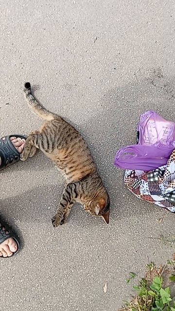 Смешной, добрый кот. 😻 смотреть онлайн