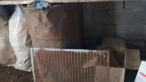 Черная львинка.Часть5 Приспособления для отделения предкуколок